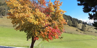 Pensionen - Umgebungsschwerpunkt: Berg - Tirol - unser Aahornbaum in voller Pracht - Bergerhof