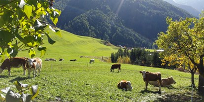 Pensionen - Umgebungsschwerpunkt: Berg - Tirol - im Herbst genießen die Kälber die Weiden rund ums Haus - Bergerhof
