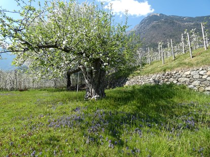 Pensionen - Trentino-Südtirol - Knorrig und urwüchsig ist unsere Liegewiese.  - Residence Sonnengarten**