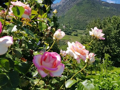 Pensionen - Trentino-Südtirol - 100 verschiedene Rosenstöcke verzieren unser Anwesen.  - Residence Sonnengarten**
