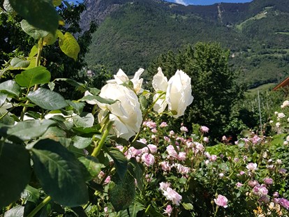 Pensionen - Garage für Zweiräder - Italien - In allen Farben und Größen erblühen unsere Rosen. - Residence Sonnengarten**