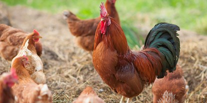 Pensionen - Umgebungsschwerpunkt: See - Italien - Unsere glücklichen Hühner für die besten Frühsückseier - BIO-Bauernhof Inner-Glieshof