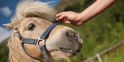 Pensionen - Terrasse - Italien - Freddy - das freche Pony wartet auf seine Streicheleinheiten - BIO-Bauernhof Inner-Glieshof