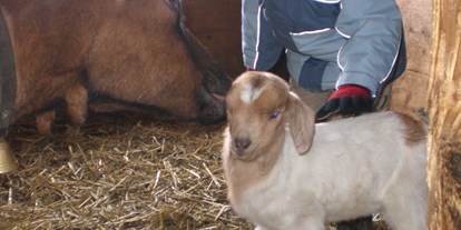 Pensionen - Kühlschrank - Tirol - Ziegen am Bio-Bauernhof der Veitenhof im Ötztal - Bio & Reiterhof der Veitenhof