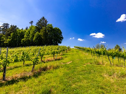 Pensionen - Umgebungsschwerpunkt: am Land - Weingarten rund um den Hof - Gästezimmer & Buschenschank am Weingut Hack-Gebell