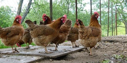 Pensionen - weitere Verpflegungsmöglichkeiten: Mittagessen - Unsere Hühner sorgen für die frischen Frühstückseier. - Waldpension Ranner