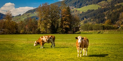 Pensionen - Balkon - Salzburg - Unsere glücklichen Kühe - Obertrattenbachhof