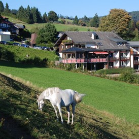 Frühstückspension: Panorama Lodge Sonnenalm Hochschwarzwald